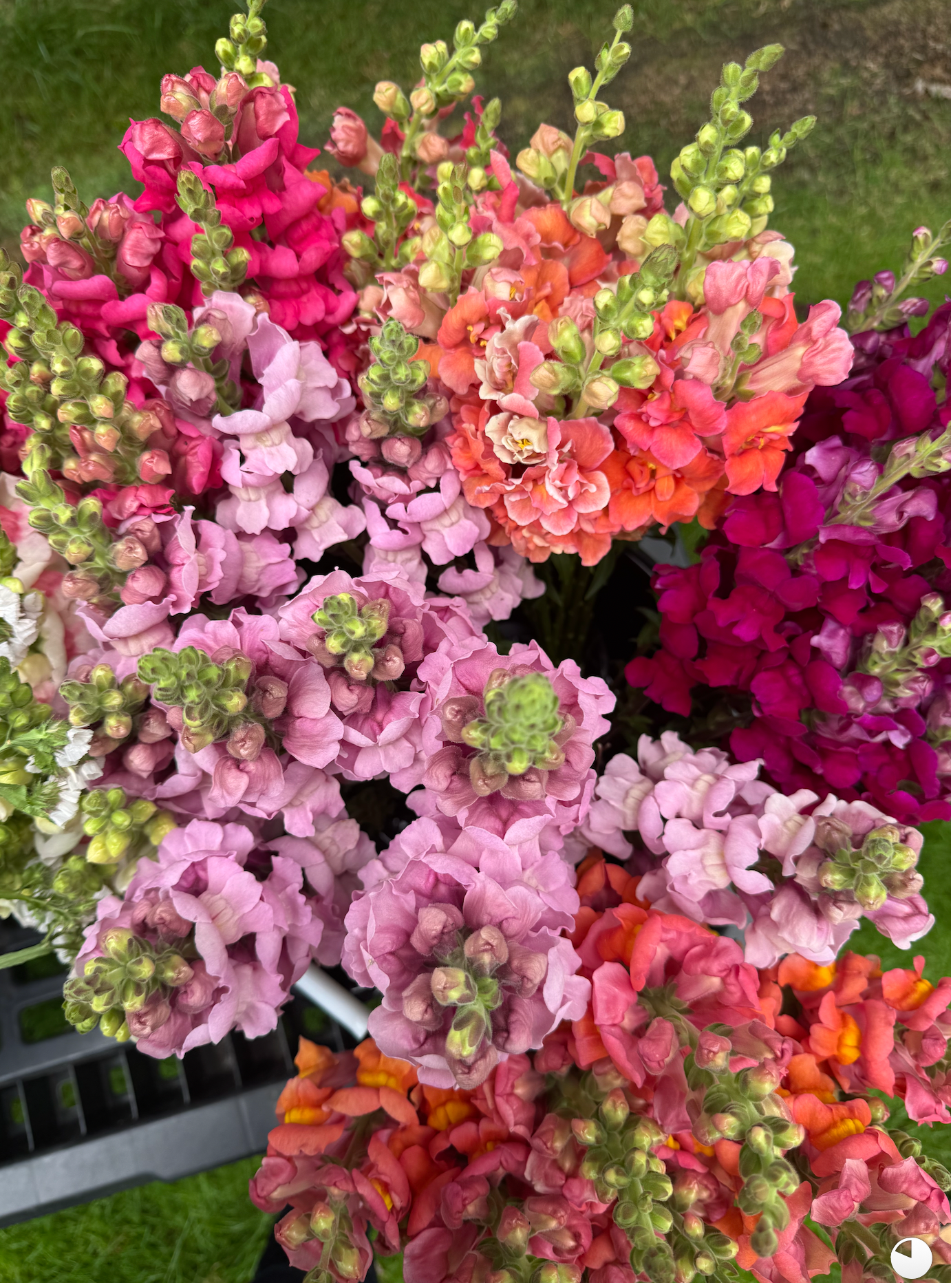 🌸 Premium Spring Flower Share (8 weeks, April-June)