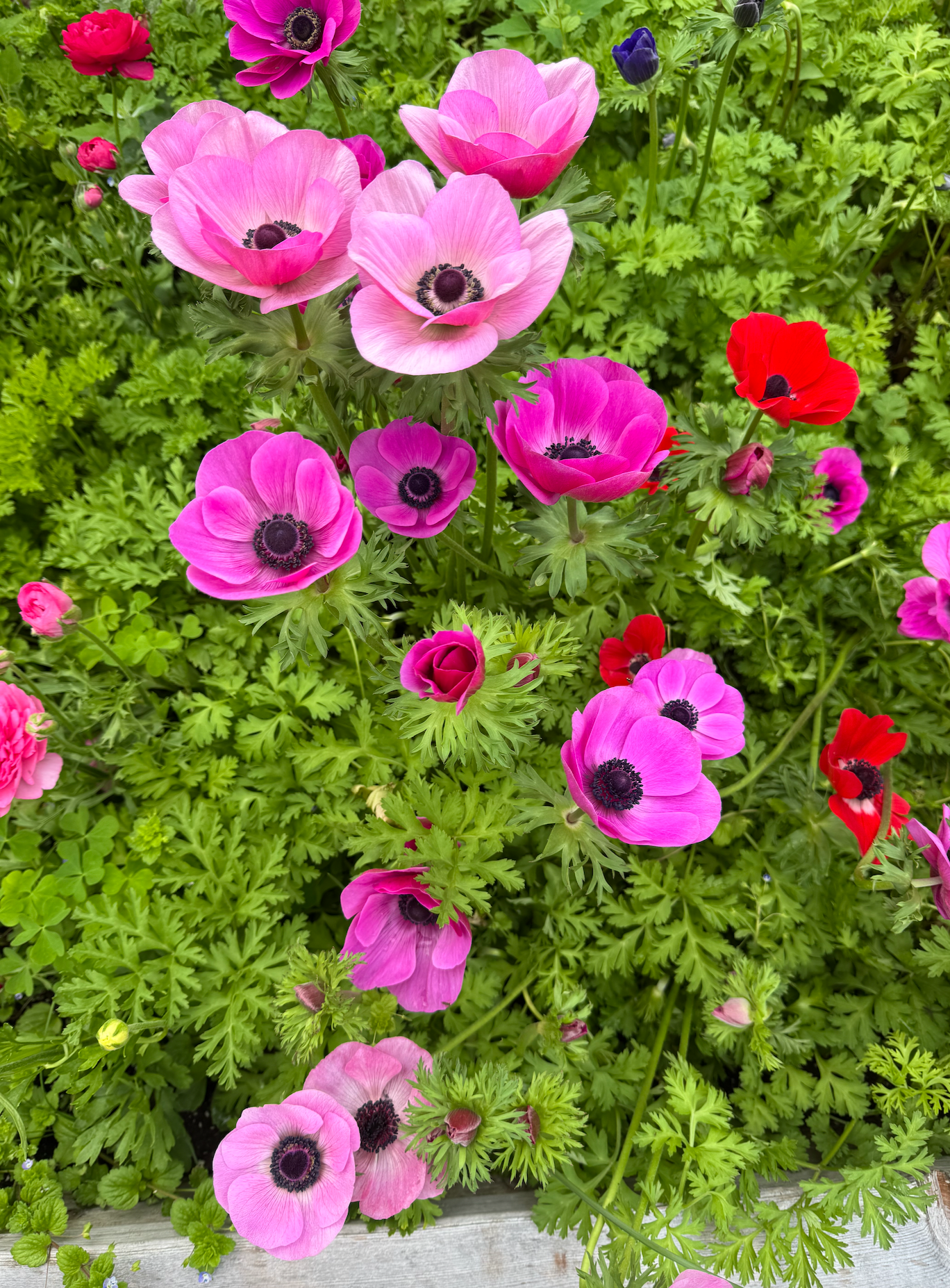 🌸 Premium Spring Flower Share (8 weeks, April-June)