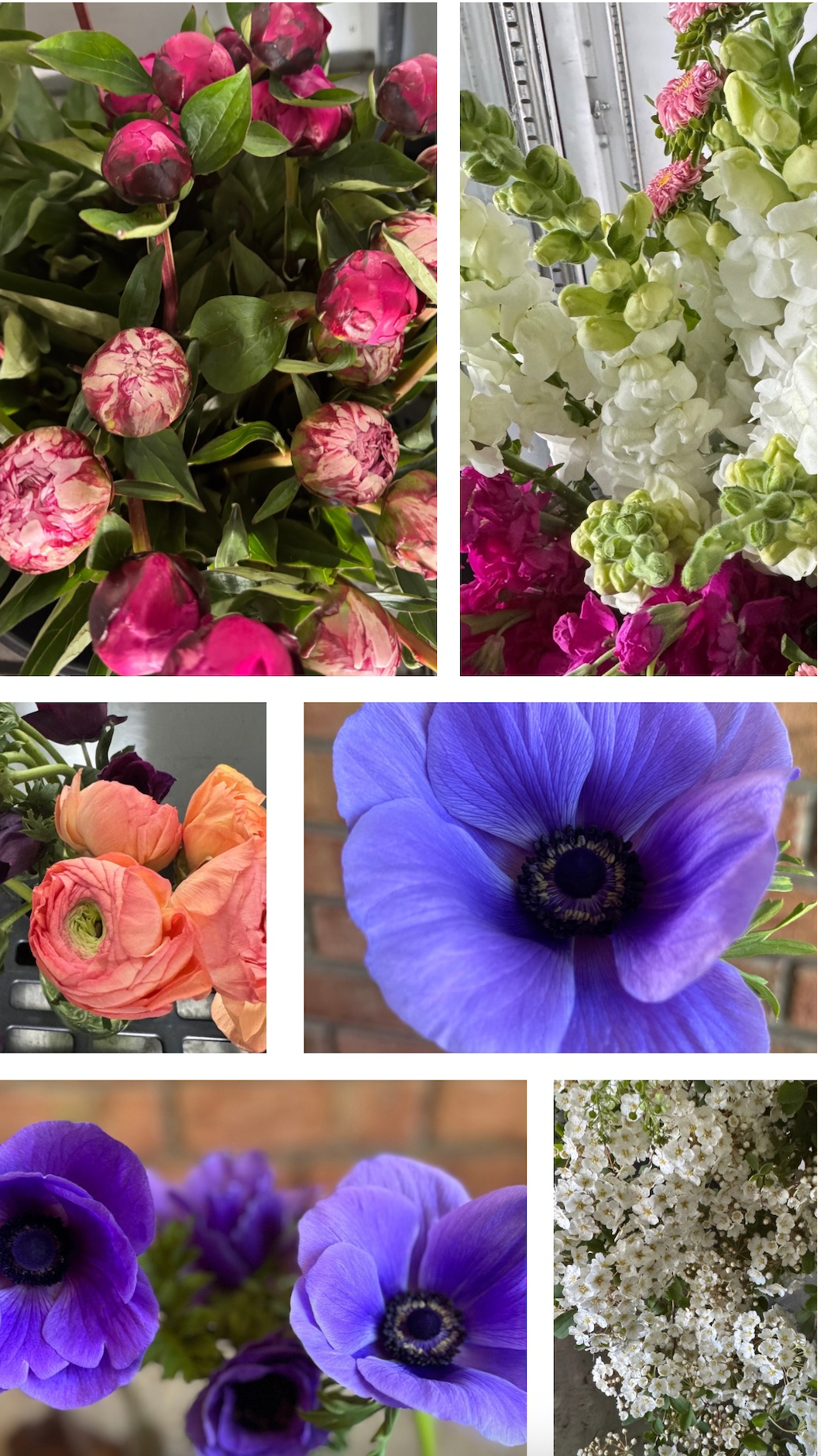 🌸 Premium Spring Flower Share (8 weeks, April-June)