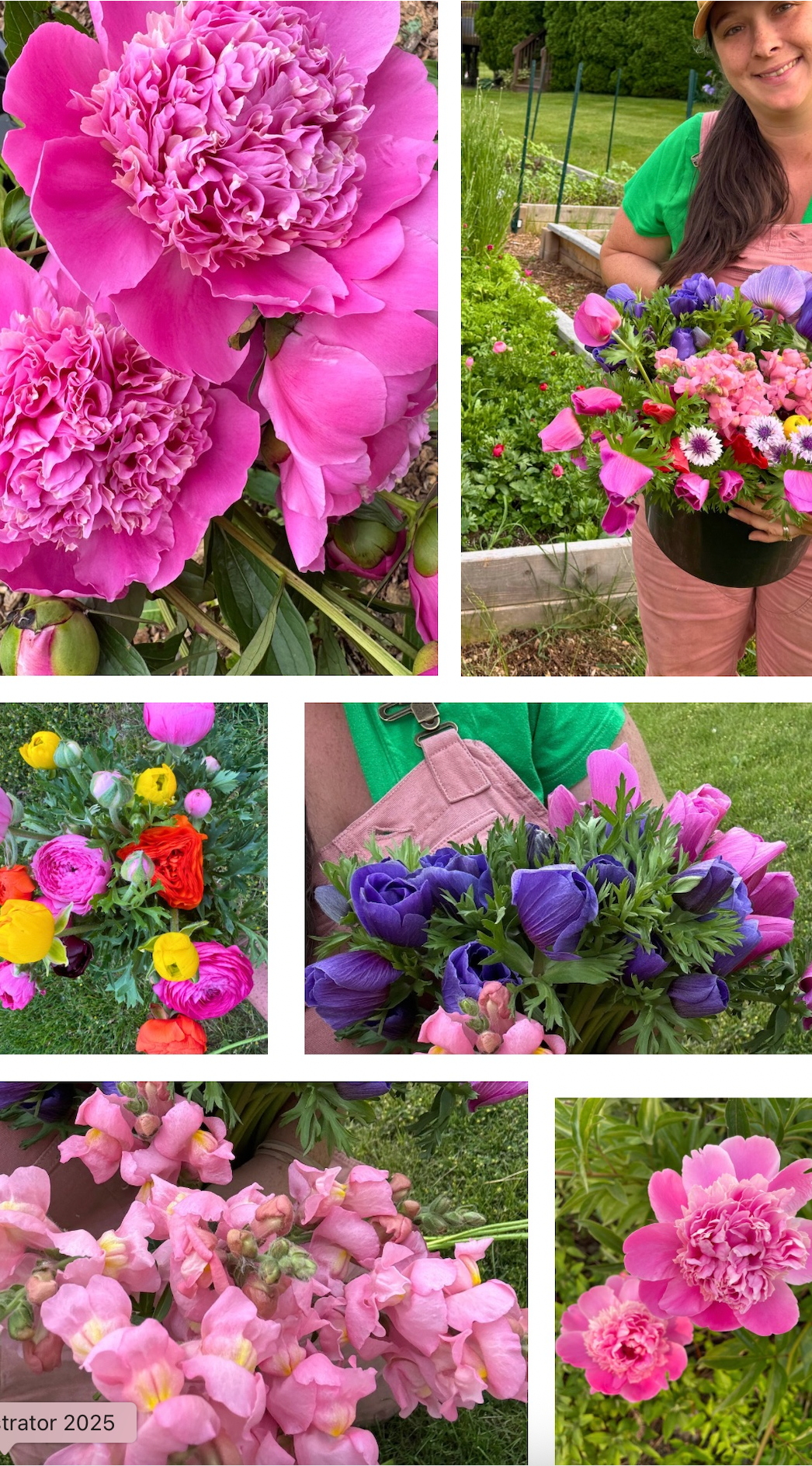 🌸 Premium Spring Flower Share (8 weeks, April-June)
