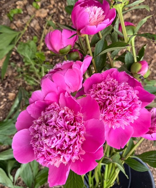 🌸 Premium Spring Flower Share (8 weeks, April-June)