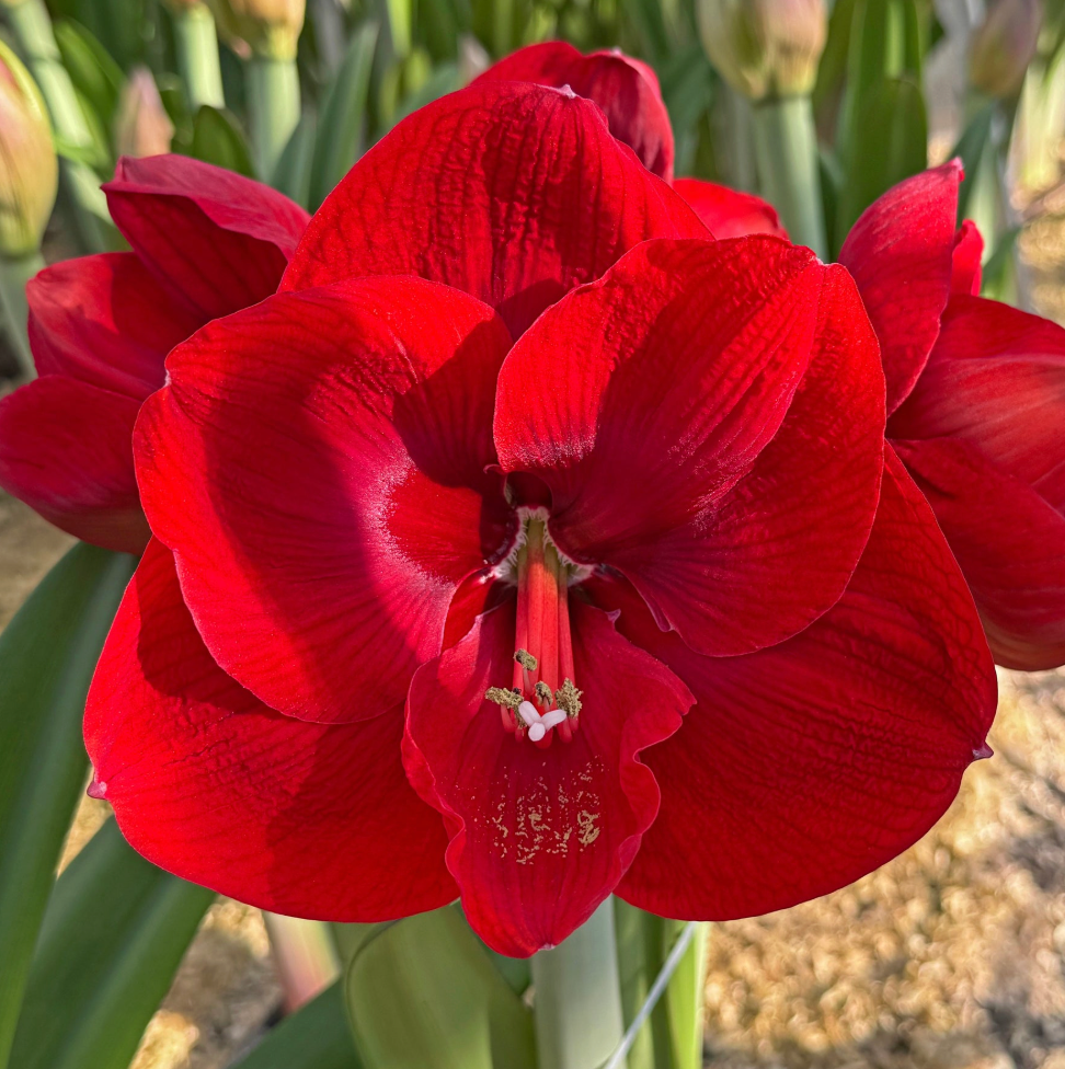 Holiday Amaryllis — Pre-Order (Farm Pickup 11/21)