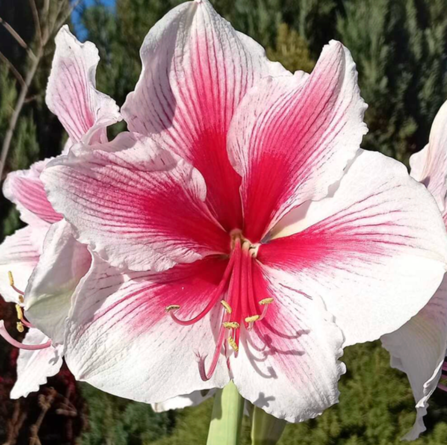 Holiday Amaryllis — Pre-Order (Farm Pickup 11/21)