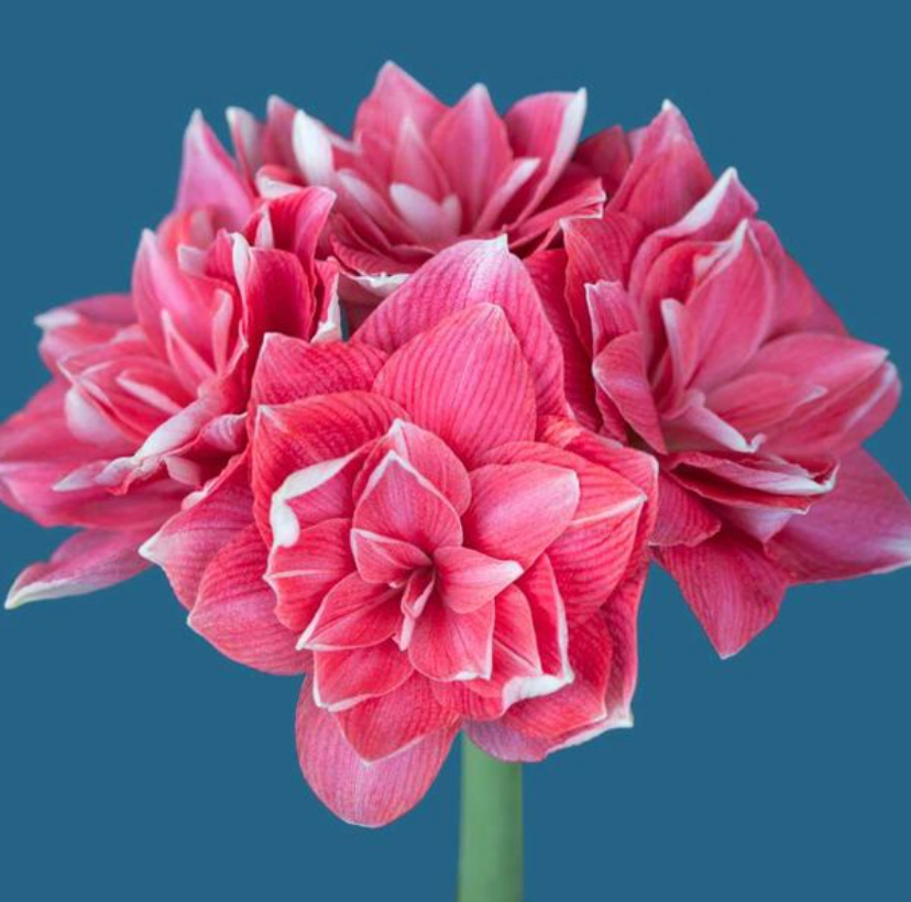 Holiday Amaryllis — Pre-Order (Farm Pickup 11/21)