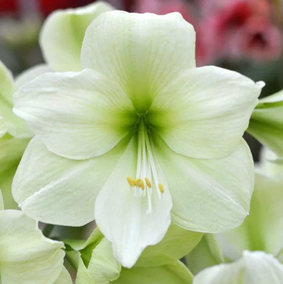 Holiday Amaryllis — Pre-Order (Farm Pickup 11/21)