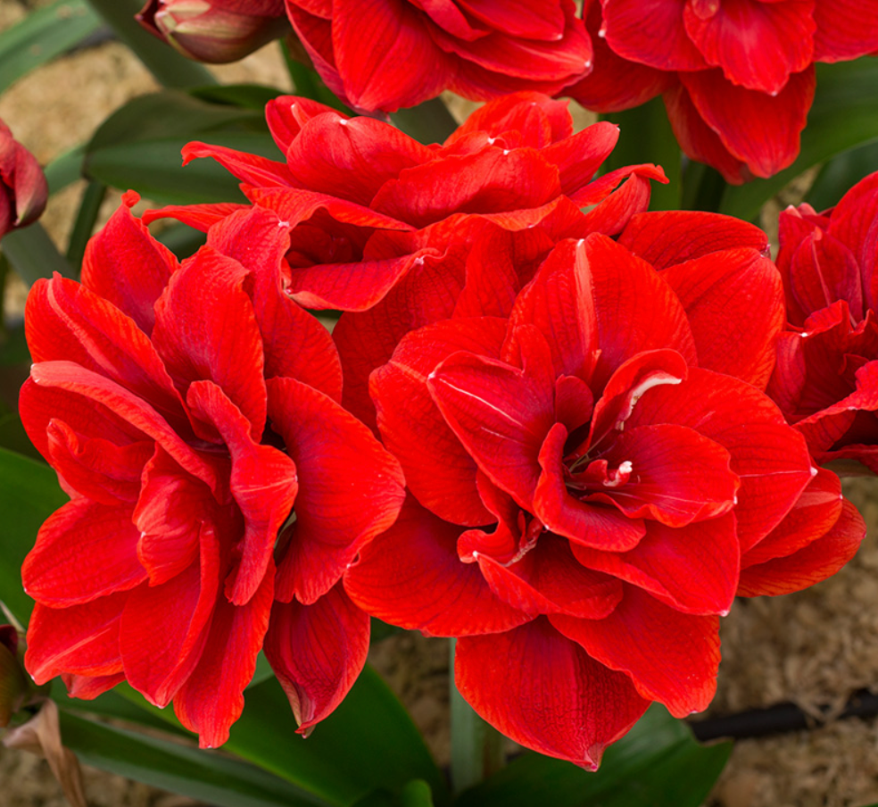 Holiday Amaryllis — Pre-Order (Farm Pickup 11/21)