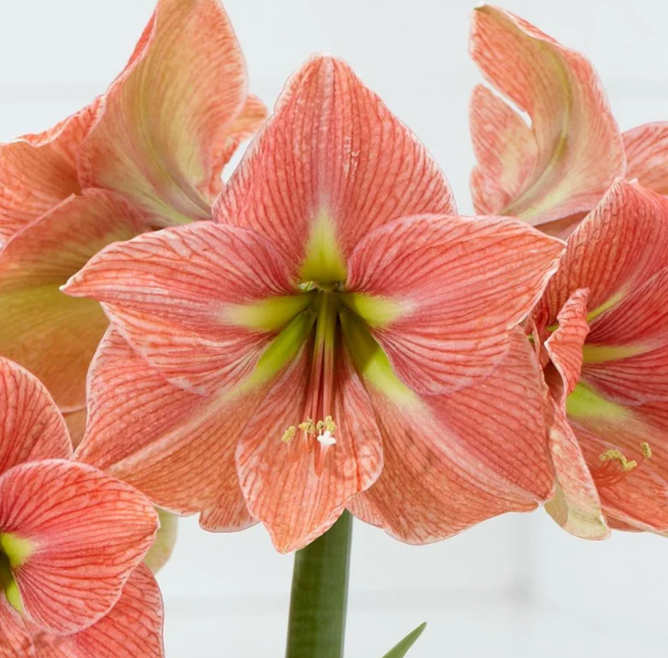 Holiday Amaryllis — Pre-Order (Farm Pickup 11/21)