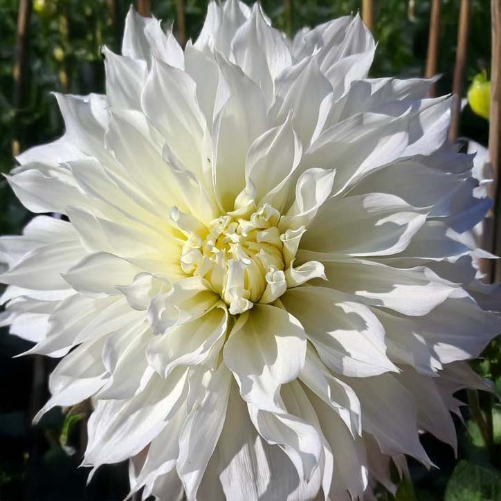White Perfection