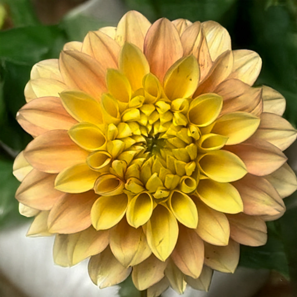 Clearview Crackerjack