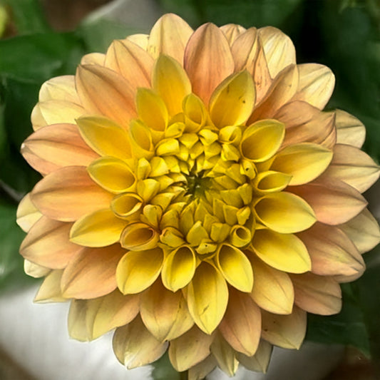 Clearview Crackerjack